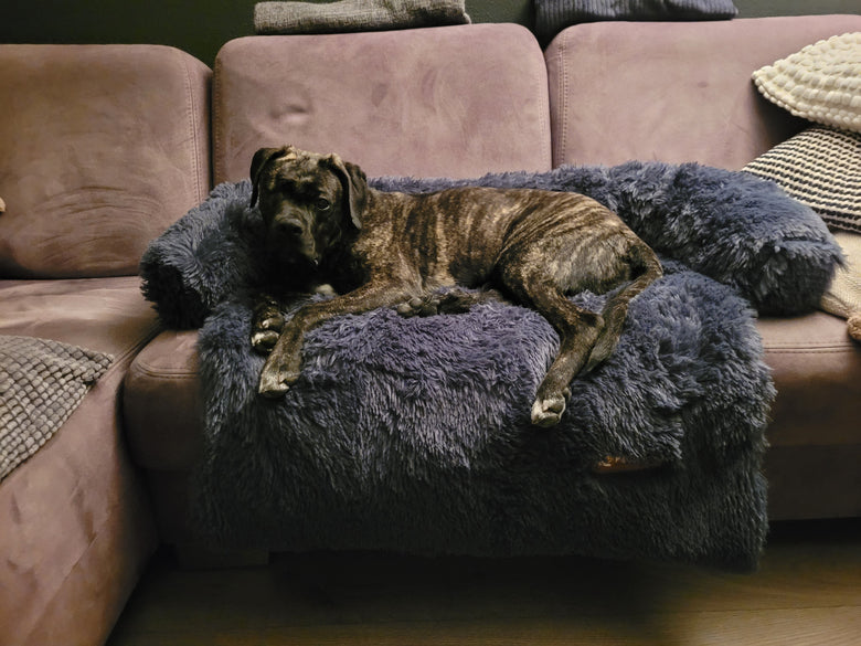 Elaura-Dog Sofa Bed