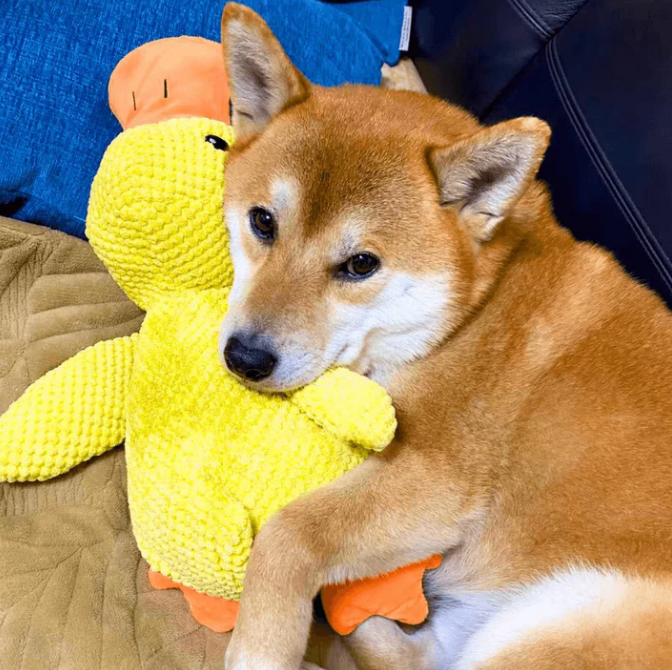 Calming Duck Toy